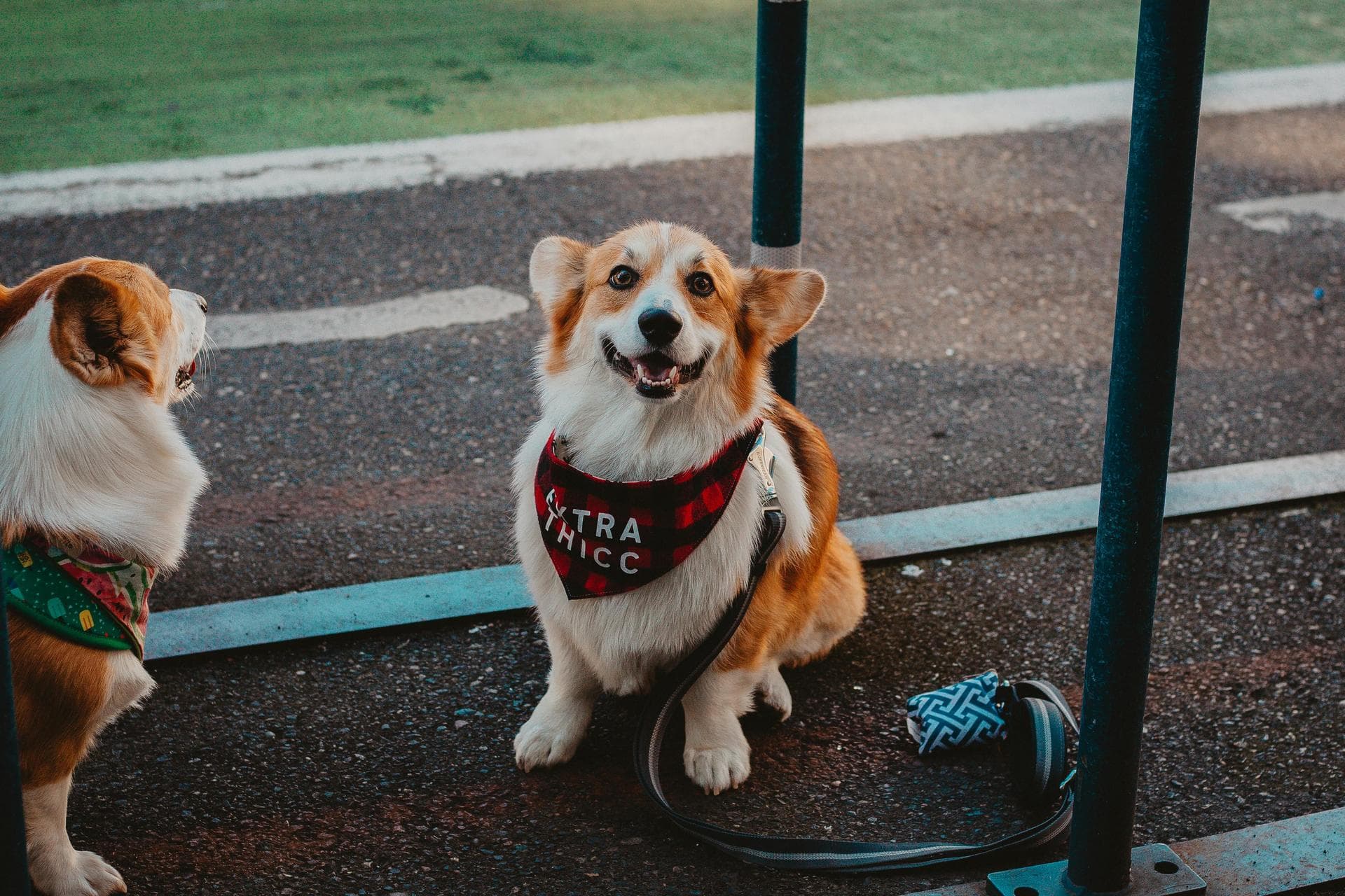 Emergency vets in Billings