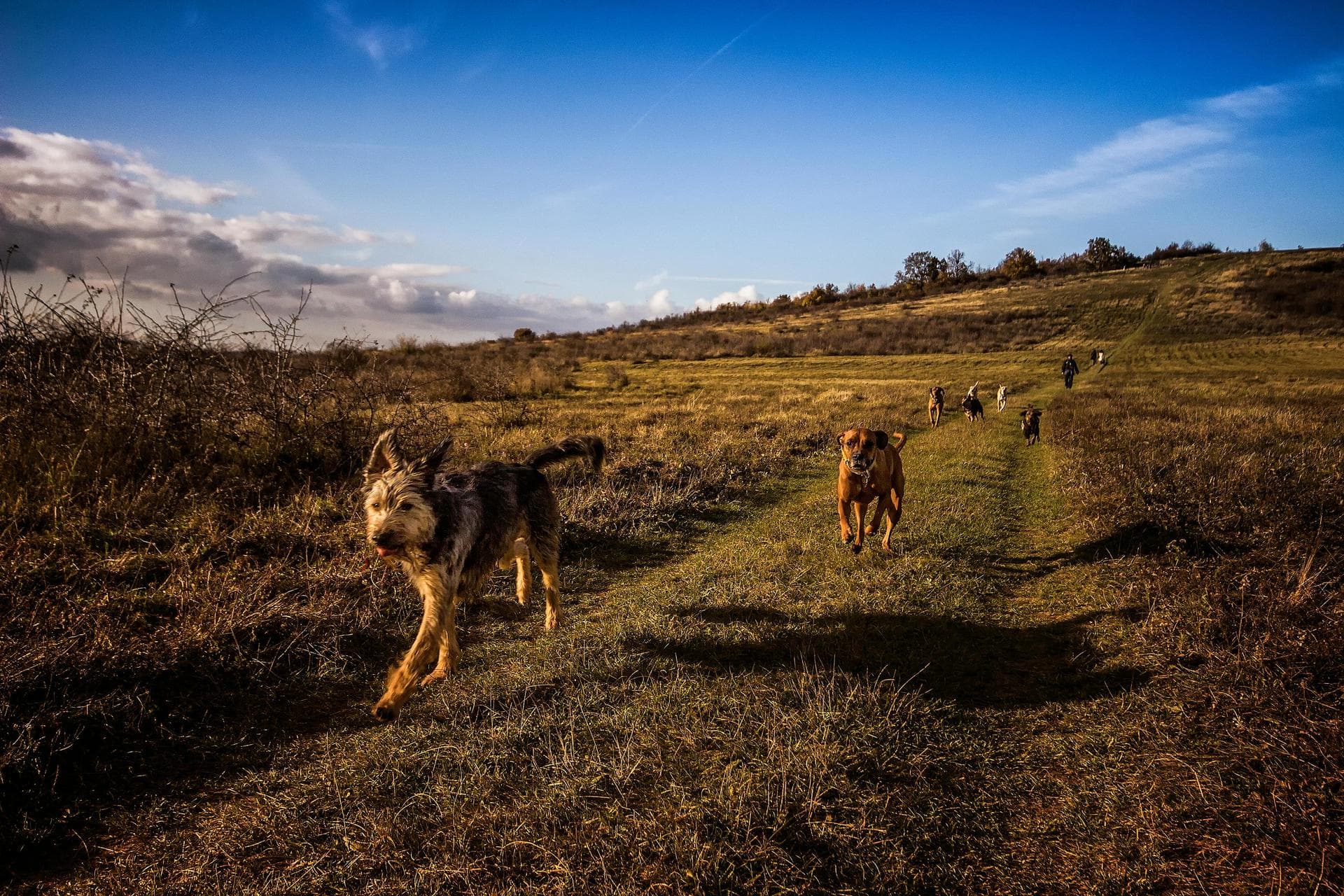 Specialist Vets in Billings