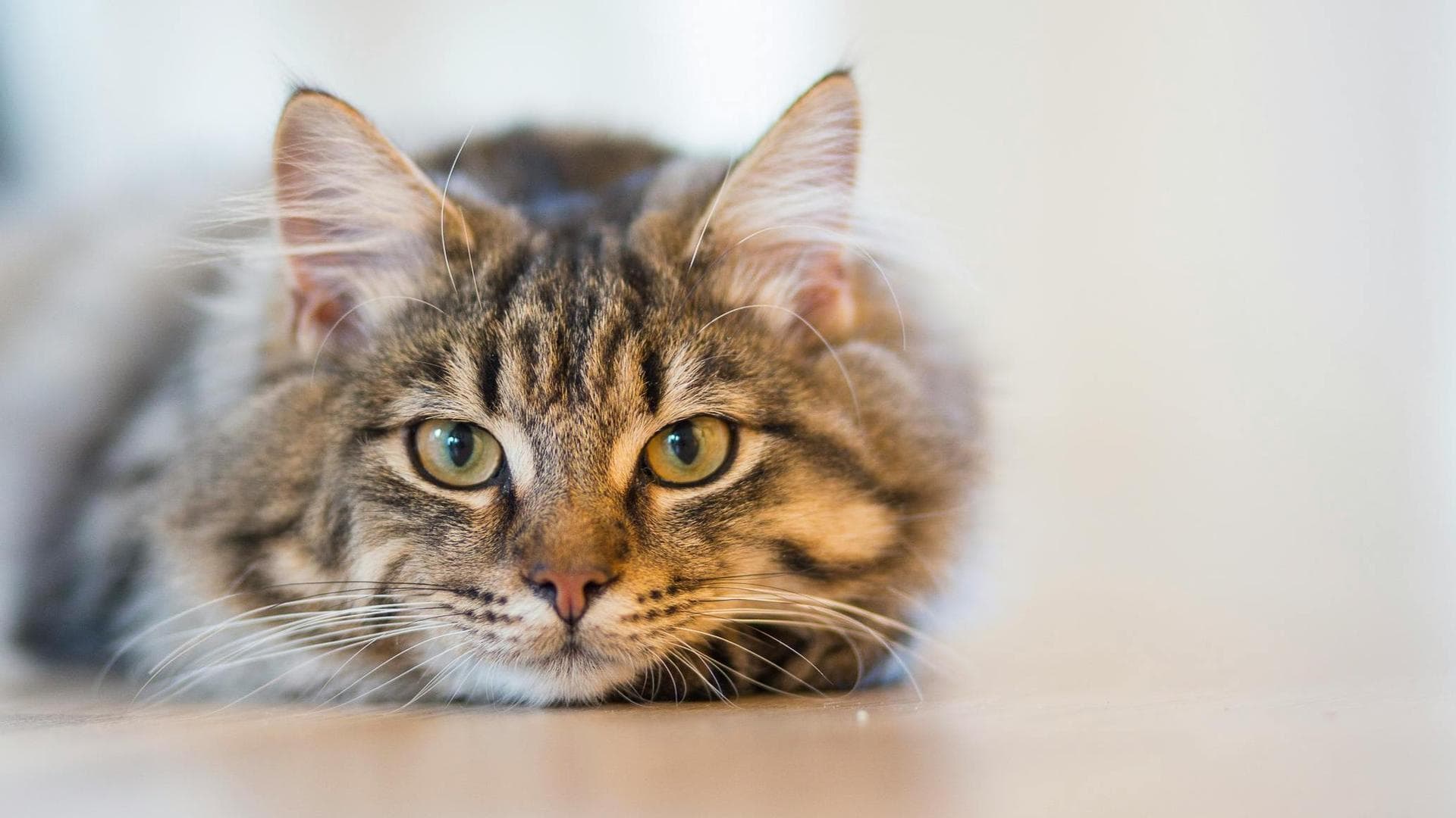 Dog & Cat Vets in Billings
